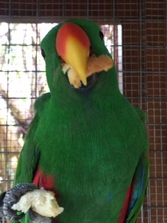Meet Our New Parrot