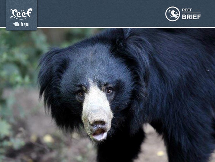 So Paddington Bear of Deepest, Darkest Peru is Back in London